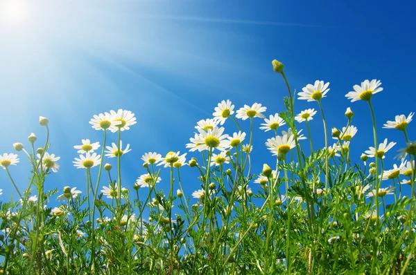 Camomilas blancas en el cielo —  Fotos de Stock