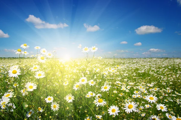 Camomille bianche sul cielo — Foto Stock