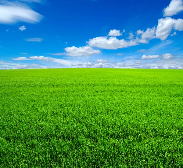 Fält av grönt gräs Stockbild