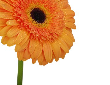  beyaz arkaplanda çiçek