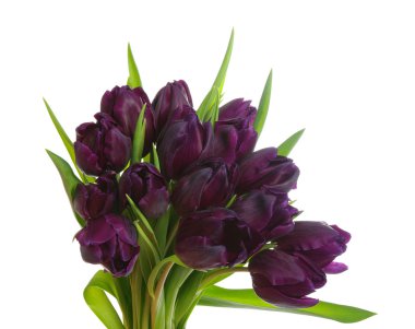  beyaz arkaplanda çiçek