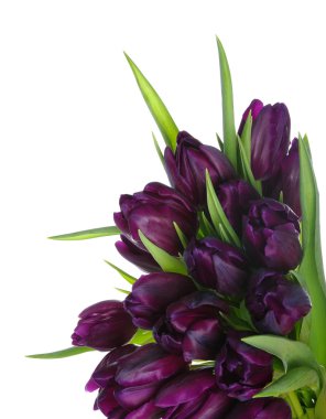  beyaz arkaplanda çiçek