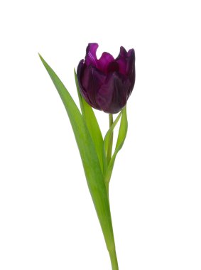  beyaz arkaplanda çiçek