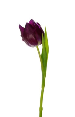  beyaz arkaplanda çiçek