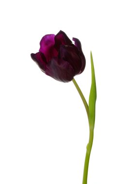  beyaz arkaplanda çiçek