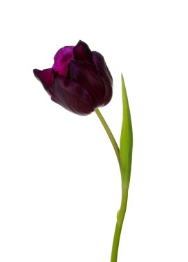  beyaz arkaplanda çiçek