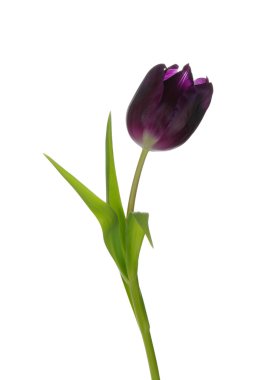  beyaz arkaplanda çiçek