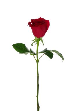  beyaz arkaplanda çiçek