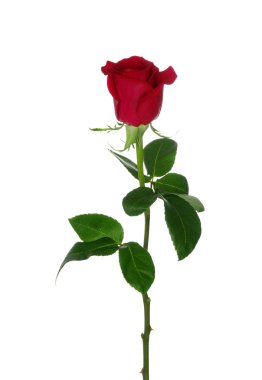  beyaz arkaplanda çiçek