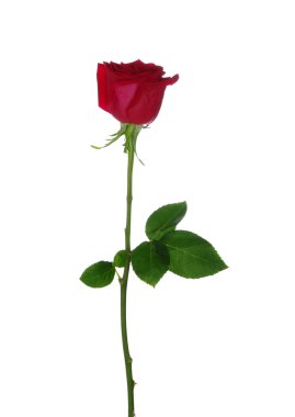  beyaz arkaplanda çiçek