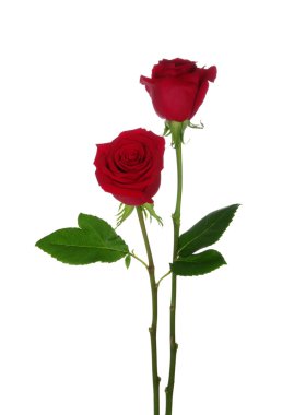  beyaz arkaplanda çiçek