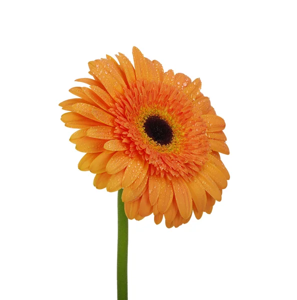 Flower on white background — Stock Photo, Image