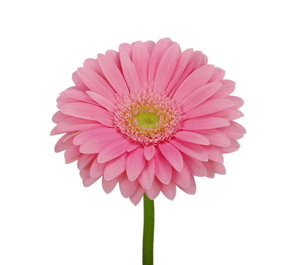 Flower on white background — Stock Photo, Image