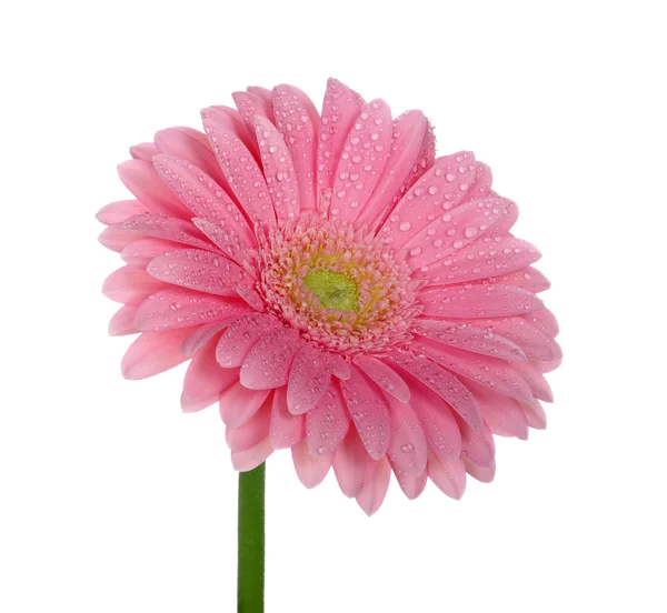 Flower on white background — Stock Photo, Image