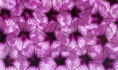 renkli çiçek arka plan.