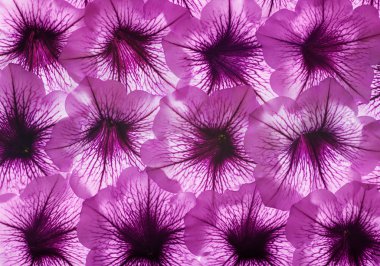 renkli çiçek arka plan.