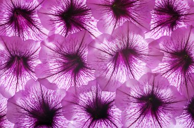 renkli çiçek arka plan.