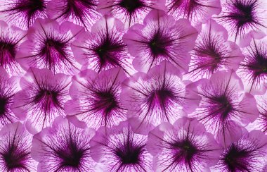 renkli çiçek arka plan.