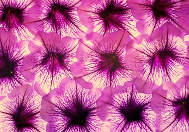 renkli çiçek arka plan.