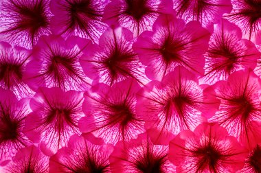 renkli çiçek arka plan.