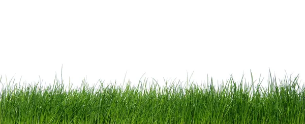 Green grass on white — Stock Photo, Image