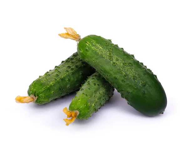 Pepino verde en flor — Foto de Stock