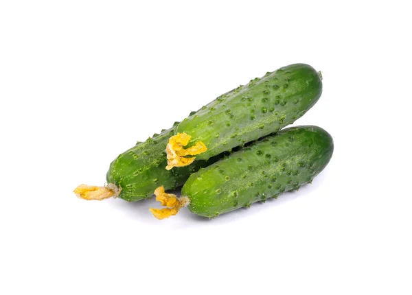 Pepino verde en flor — Foto de Stock