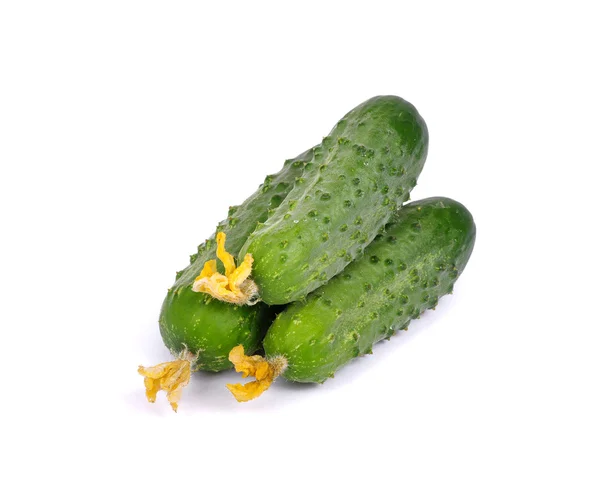 Grön gurka på blomma — Stockfoto