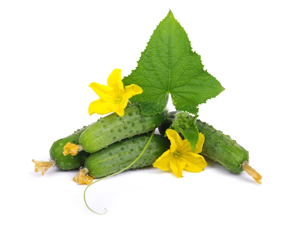 Green cucumber on flower — Stock Photo, Image