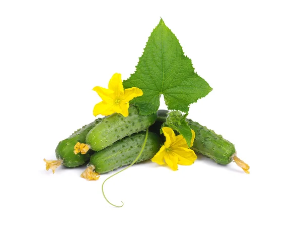 Pepino verde en flor — Foto de Stock