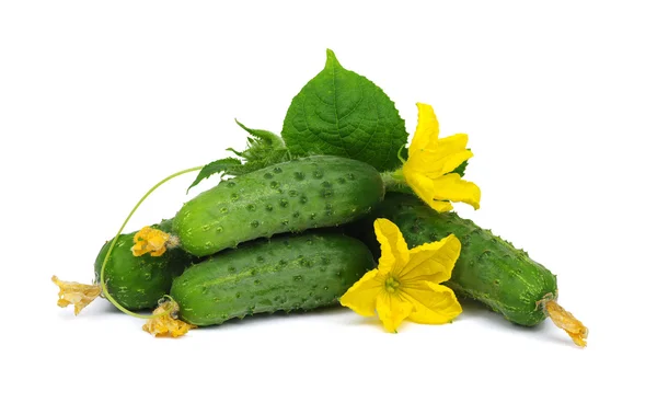 Зелений огірок на квітці — стокове фото