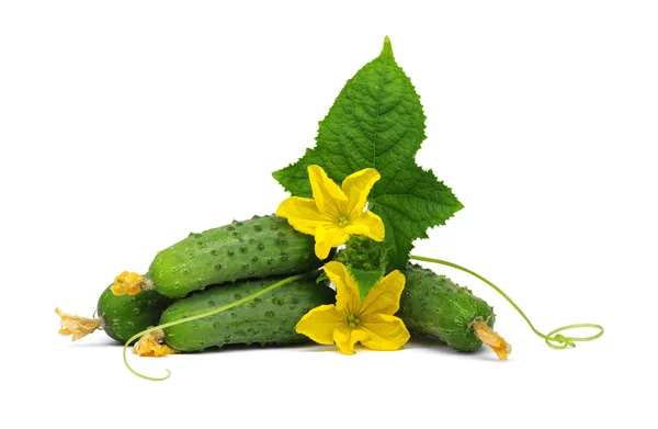 Green cucumber on flower — Stock Photo, Image