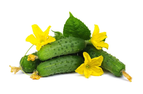 Pepino verde en flor — Foto de Stock