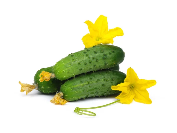 Pepino verde em flor — Fotografia de Stock