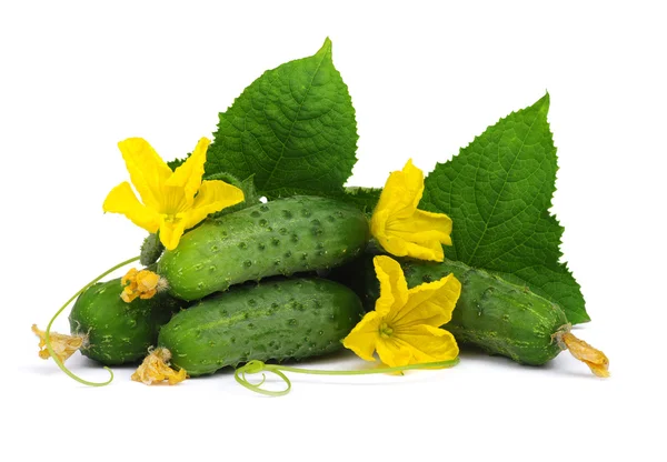 Green cucumber on flower — Stock Photo, Image