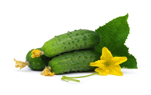 Pepino verde en flor — Foto de Stock