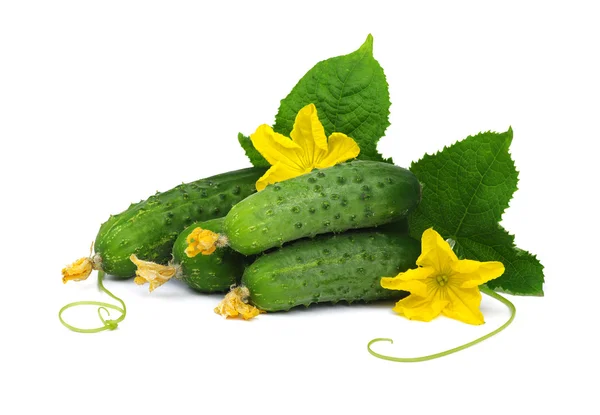 Grön gurka på blomma — Stockfoto