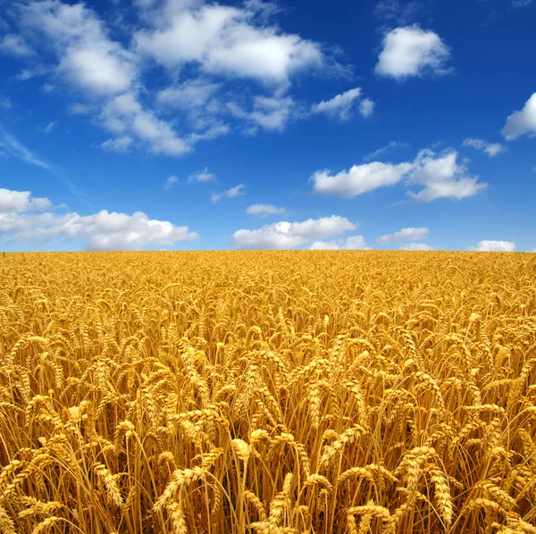 Field of wheat — Stock Photo, Image