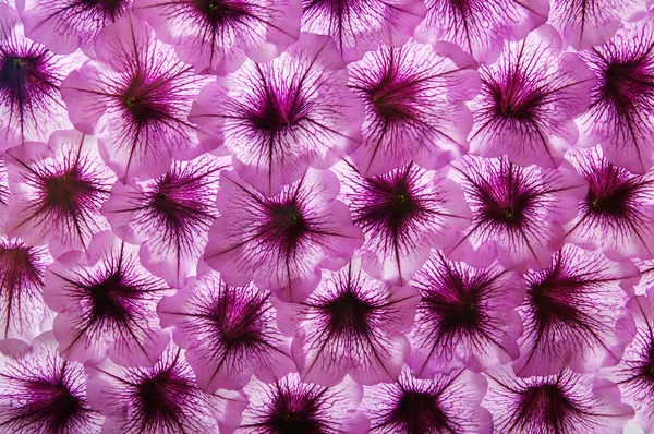 Kleurrijke bloem achtergrond. — Stockfoto