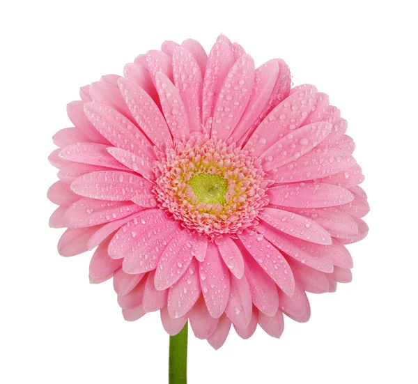 Flower on white background — Stock Photo, Image