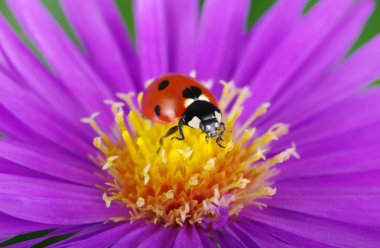 uğur böceği ve çiçek