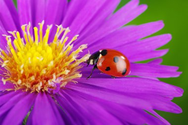 uğur böceği ve çiçek