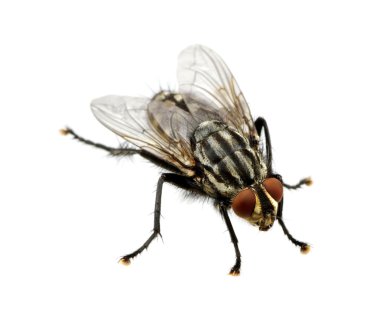 fly on a white clipart