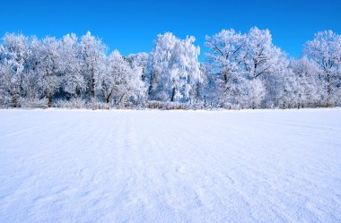 Buzlu ağaçlar ve gökyüzü