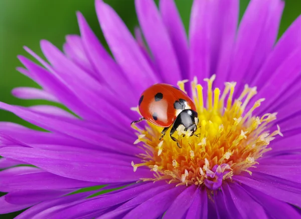 てんとう虫とお花 — ストック写真