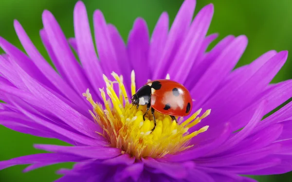 Lieveheersbeestje en bloem — Stockfoto