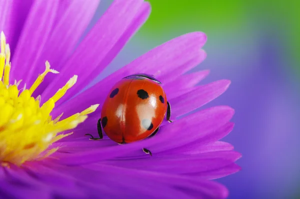 Mariquita y flor — Foto de Stock