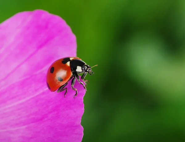 Mariquita y flor — Foto de Stock