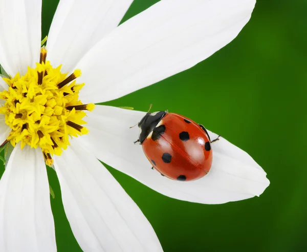 Mariquita y flor — Foto de Stock