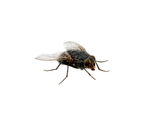 Volar sobre un blanco — Foto de Stock